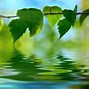 Image result for Windows Green Leaf Background