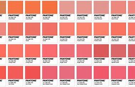 Image result for Pale Coral Rose