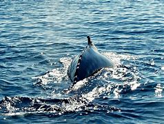 Image result for Humpback Whale National Geographic