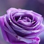 Image result for Purple Rose Garden