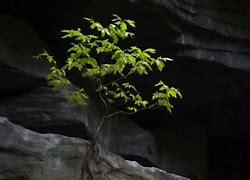 Image result for Sprouting Tree Images for Credit Repair