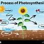 Image result for Photosynthesis Diagram Chlorophyll