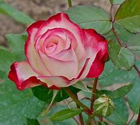 Image result for Tea Rose Color