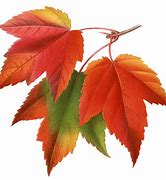 Image result for Printable Leaf Pictures