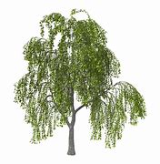 Image result for Shrub Willow Illustration