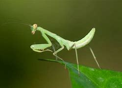 Image result for Praying Mantis Side View