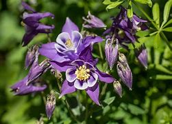 Image result for Blue Flowers Trees Branch