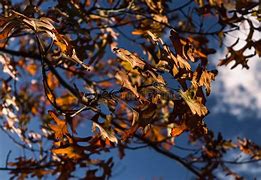 Image result for Inside Color of a Brown Oak Tree