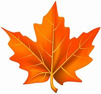 Image result for Leaf Pic