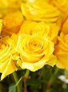 Image result for Bright Yellow Roses