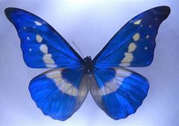 Image result for Blue into Sparkaly with Butterfly S Nail Ides