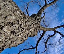 Image result for Dogwood Tree Silhouette