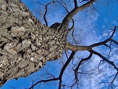 Image result for Black tree silhouette