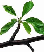 Image result for Leaf Branch Clip Art