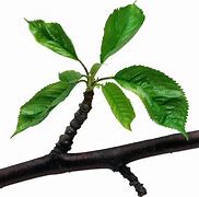 Image result for Branch with Leaves Silhouette Vector