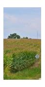 Image result for Old Corn Field