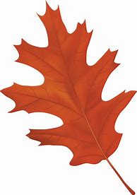 Image result for Oak Leaves Clip Art