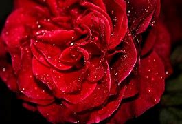 Image result for Rose 3D HD