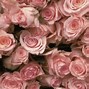 Image result for Pink Floral Openings Available Pic