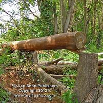 Image result for Fall Tree Trunk