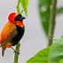 Image result for Yellow Colored Birds