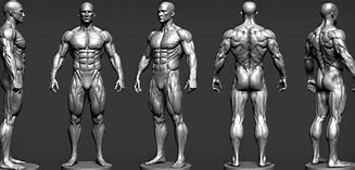 Image result for Human Body Drawing Front and Back