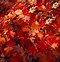 Image result for New York Fall Color. Time Map