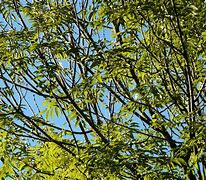 Image result for Branches of Botany