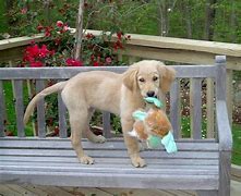 Image result for Labrador Retriever Ears