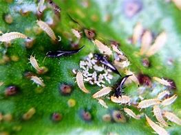 Image result for Lycophyte Life Cycle