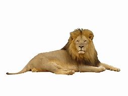 Image result for Lion Head White Background