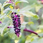 Image result for Wild Black Cherry Tree Prunus Serotina