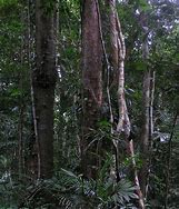 Image result for Hawaii Tropical Rainforest