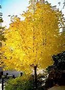 Image result for Swamp Oak Tree Leaves