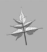 Image result for Maple Leaf Template