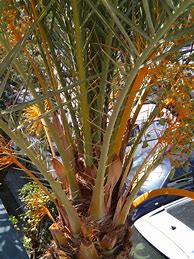 Image result for Palm Tree Art Ref