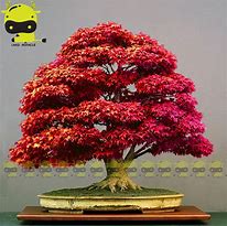 Image result for Best Looking Bonsai Trees