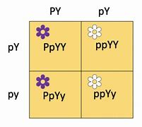 Image result for Biology DNA and RNA