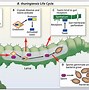 Image result for Life Science Diagrams