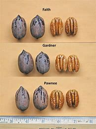 Image result for Pecan Tree Varieties