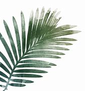 Image result for Palm Leaf Modern Art