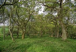 Image result for Oak Trees in Florida