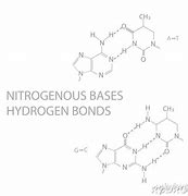 Image result for Nitrogenous Bases Hydrogen Bonds