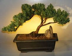 Image result for Windswept Bonsai Trees