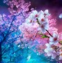 Image result for High Quality Cherry Blossom Wallpaper