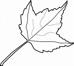 Image result for Coloring Picture of Leaf