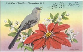 Image result for Mocking Bird Identification