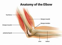 Image result for Elbow