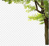 Image result for Tree Branch Border for Sign