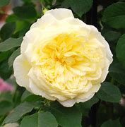 Image result for Soft Yellow Roses